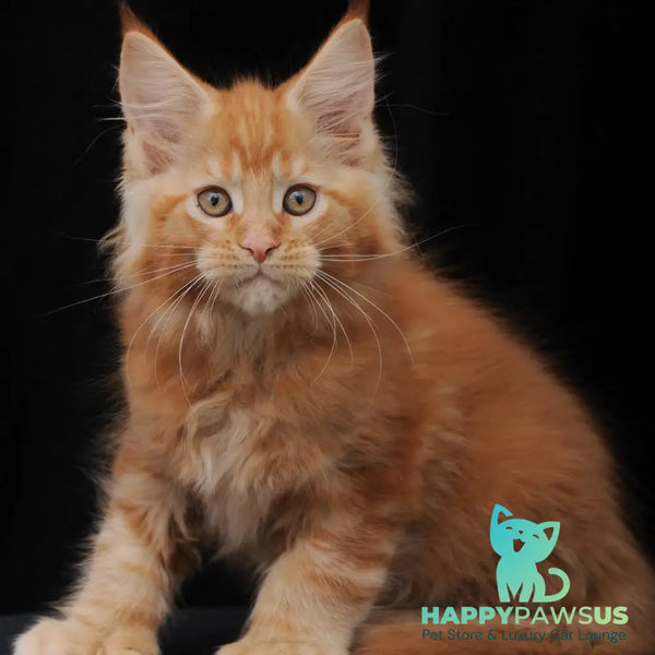 Pontiac Deluxe Maine Coon polydactyl 6x6x6x6 male red - live animals
