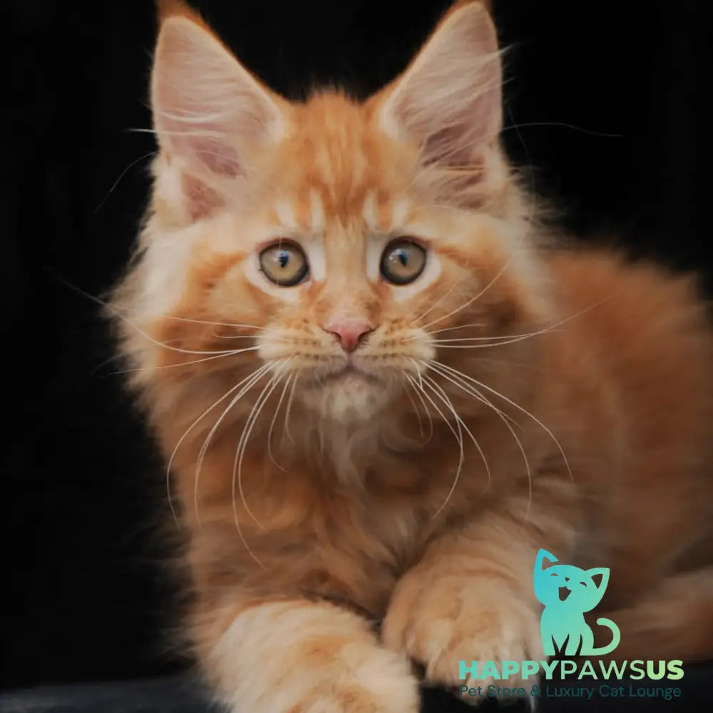 Pontiac Deluxe Maine Coon polydactyl 6x6x6x6 male red - live animals