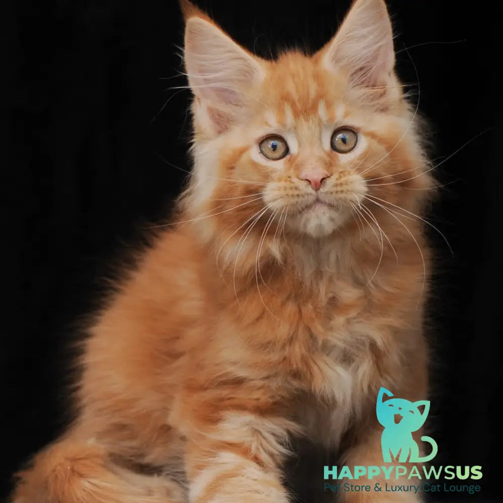 Pontiac Deluxe Maine Coon polydactyl 6x6x6x6 male red - live animals