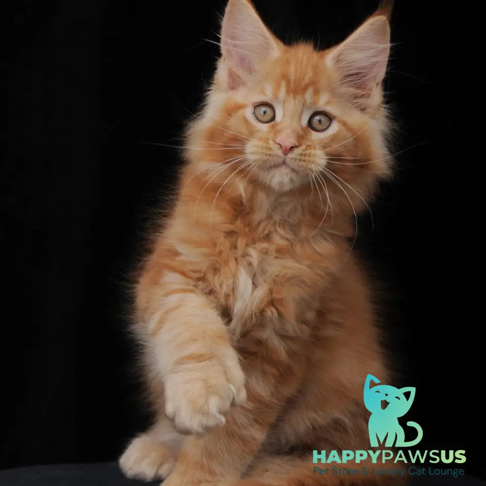 Pontiac Deluxe Maine Coon polydactyl 6x6x6x6 male red - live animals