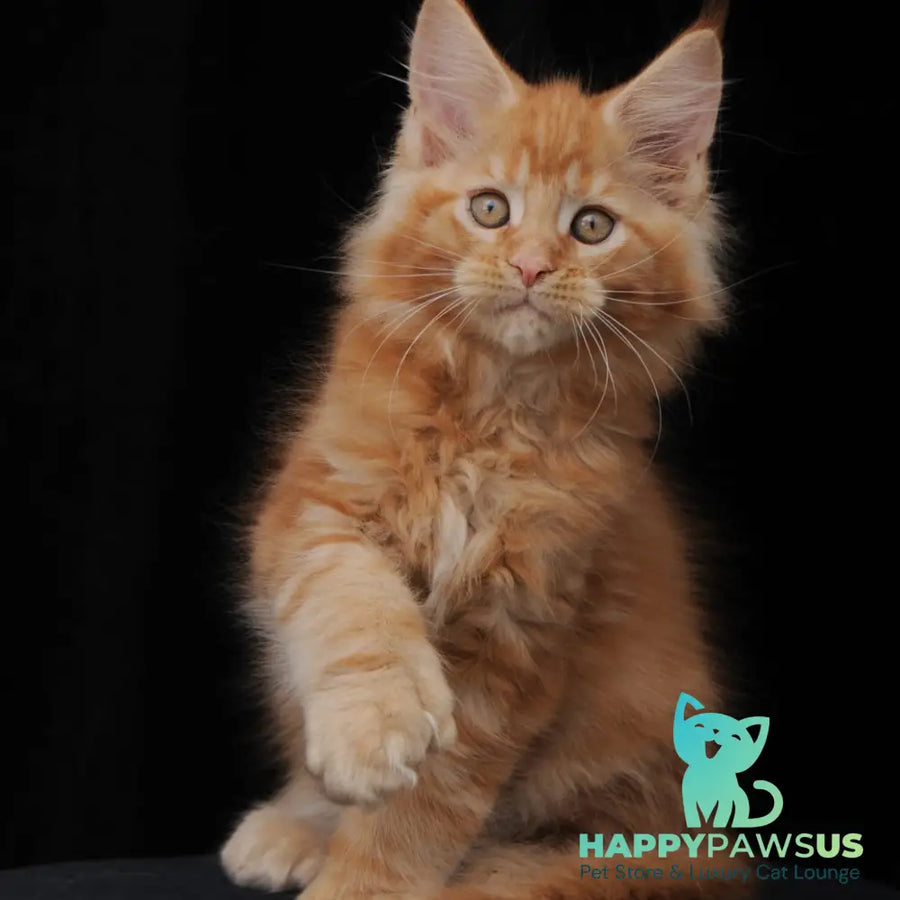 Pontiac Deluxe Maine Coon polydactyl 6x6x6x6 male red - live animals