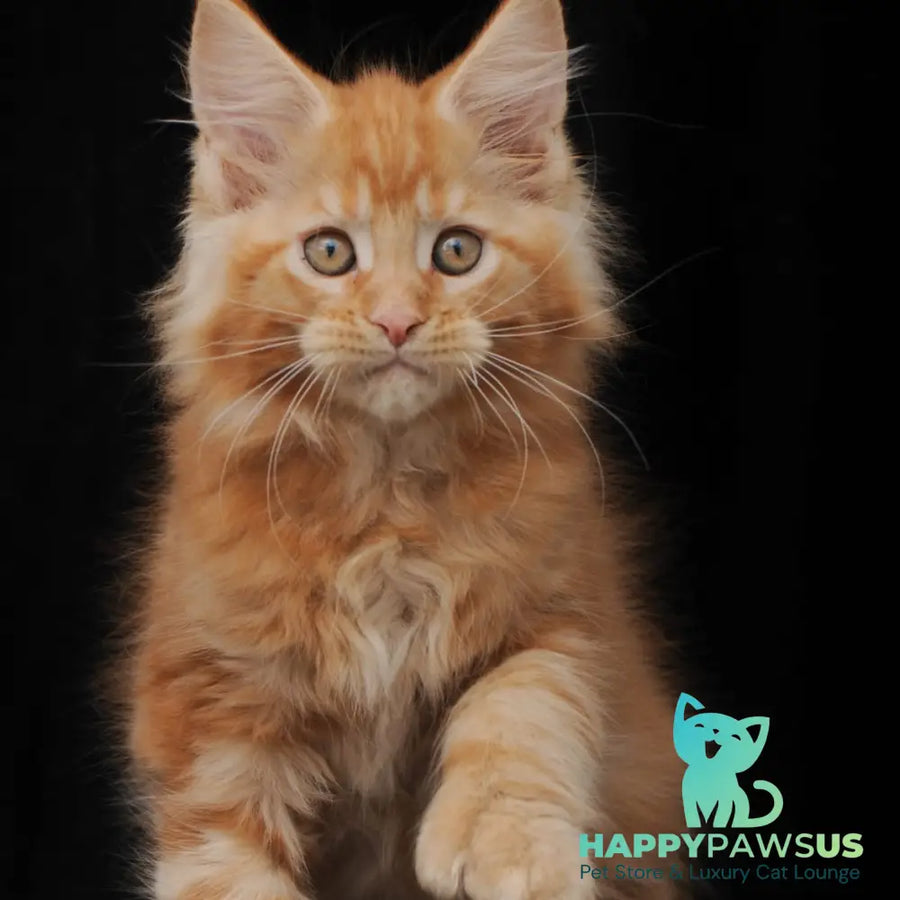 Pontiac Deluxe Maine Coon polydactyl 6x6x6x6 male red - live animals