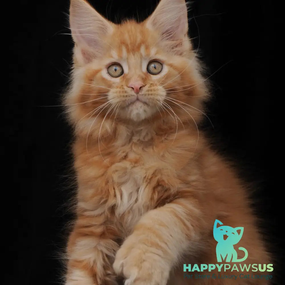 Pontiac Deluxe Maine Coon polydactyl 6x6x6x6 male red - live animals