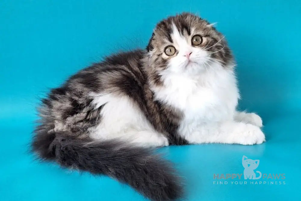 Pooh Scottish Fold male black tabby bicolour live animals