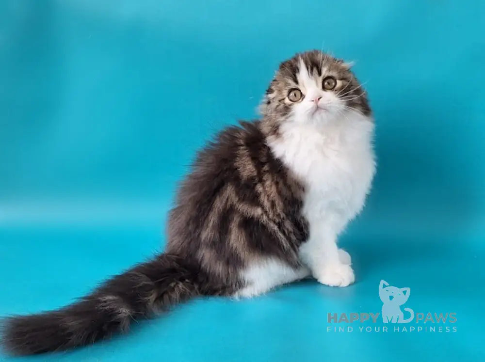 Pooh Scottish Fold male black tabby bicolour live animals