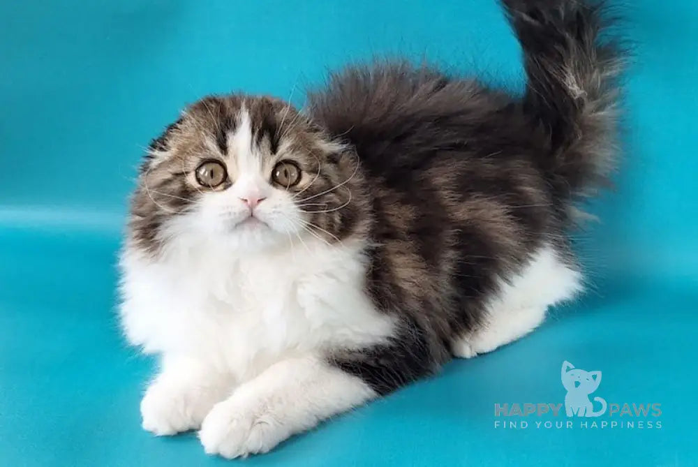 Pooh Scottish Fold male black tabby bicolour live animals