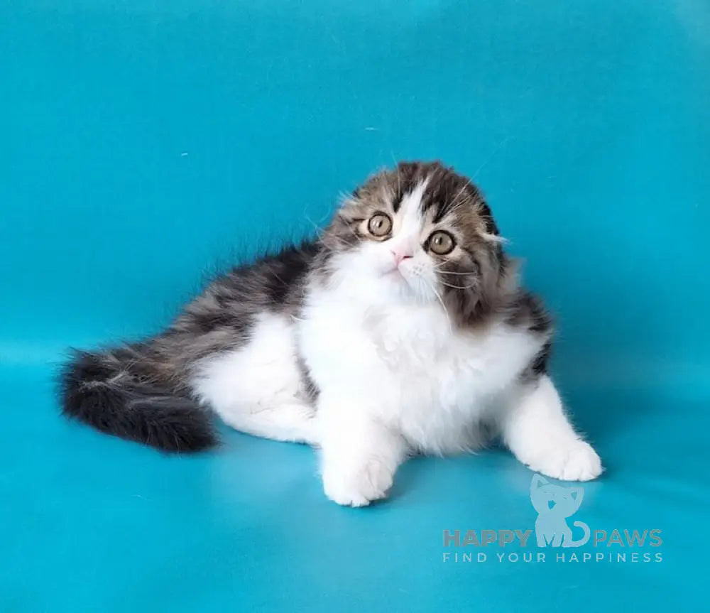 Pooh Scottish Fold male black tabby bicolour live animals