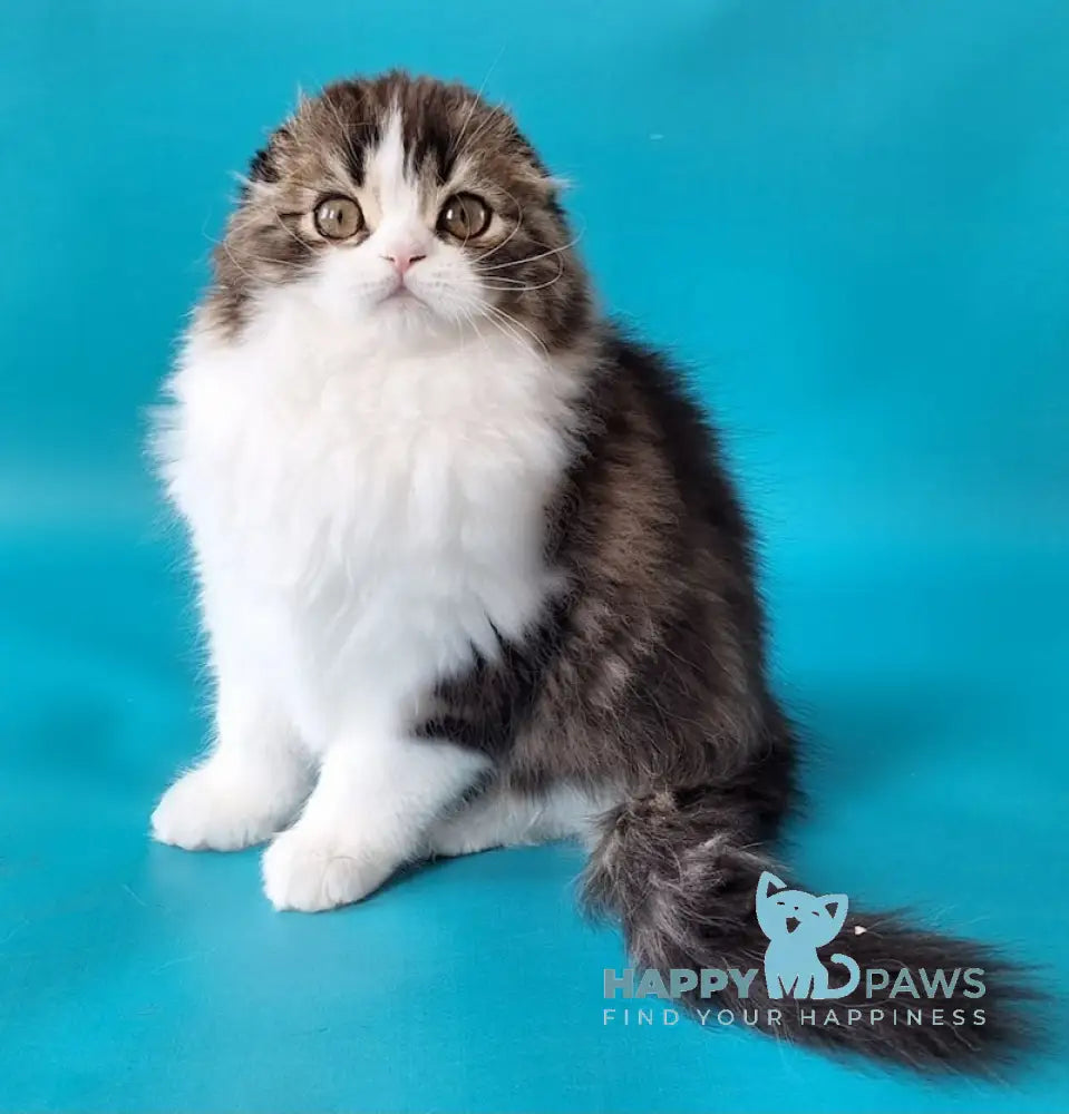 Pooh Scottish Fold male black tabby bicolour live animals