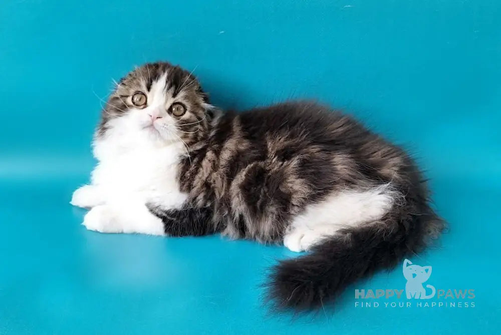Pooh Scottish Fold male black tabby bicolour live animals