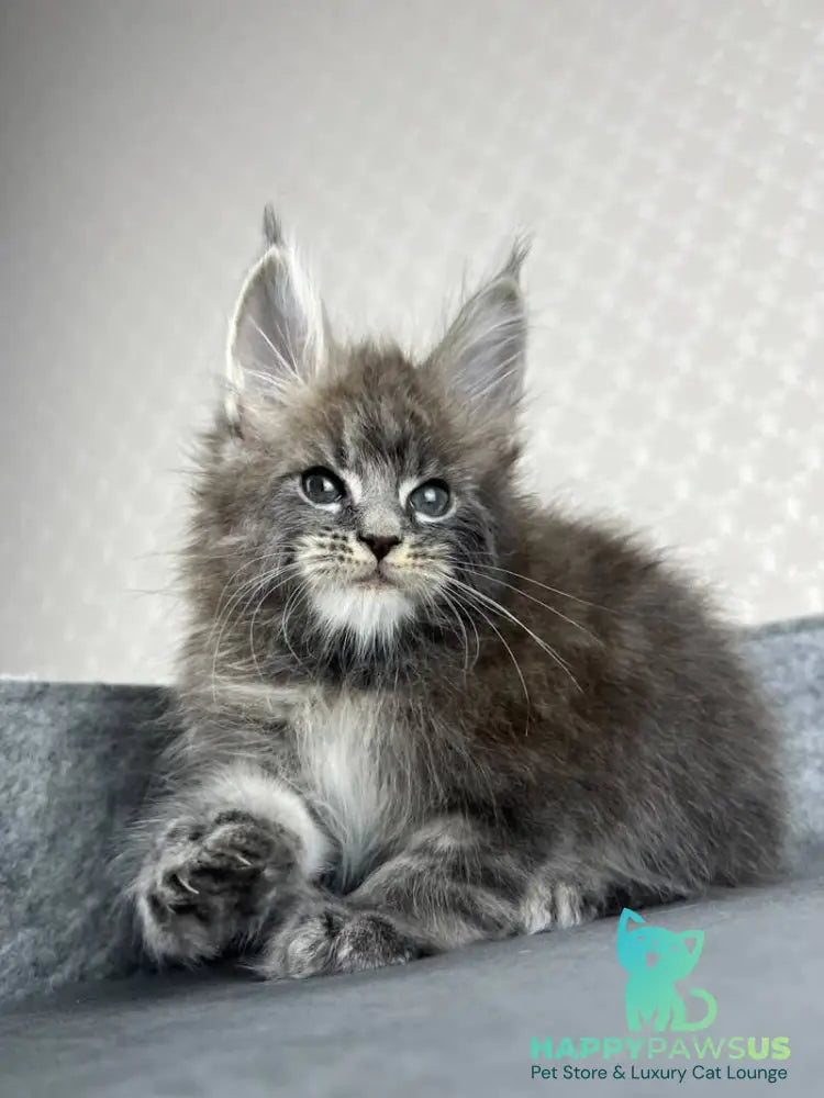 Pop Star Maine Coon male blue tabby - live animals