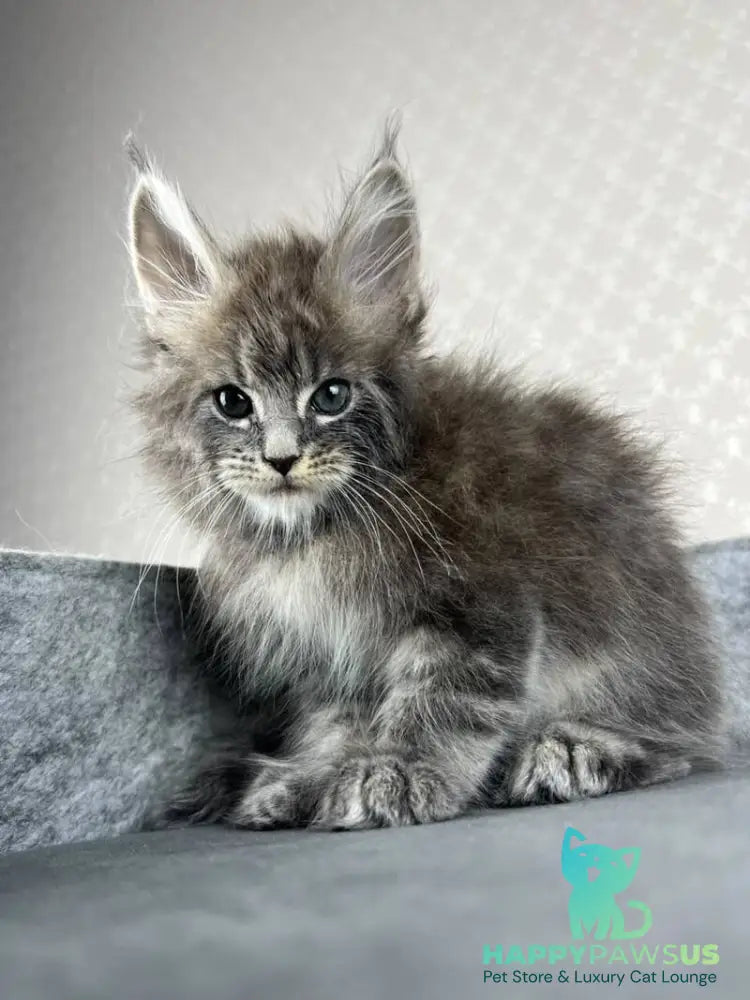 Pop Star Maine Coon male blue tabby - live animals