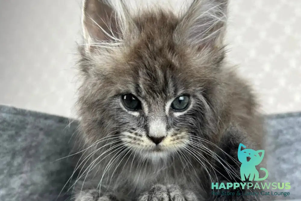 Pop Star Maine Coon male blue tabby - live animals