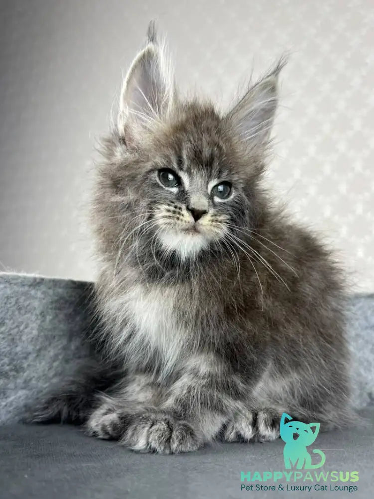 Pop Star Maine Coon male blue tabby - live animals