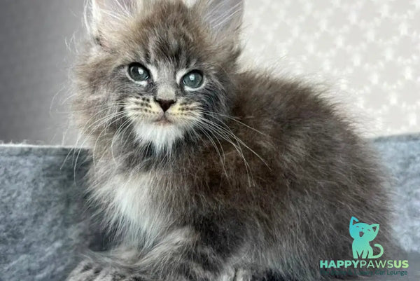 Pop Star Maine Coon male blue tabby - live animals