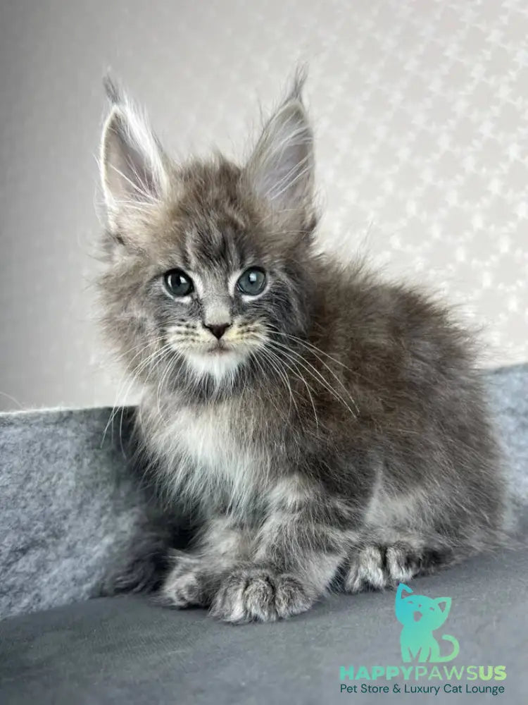 Pop Star Maine Coon male blue tabby - live animals