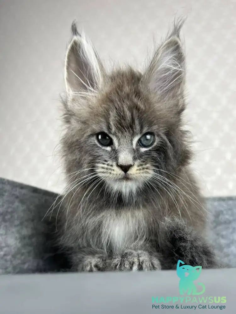 Pop Star Maine Coon male blue tabby - live animals