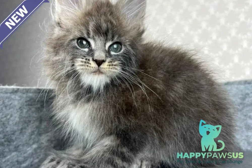 Pop Star Maine Coon male blue tabby - live animals