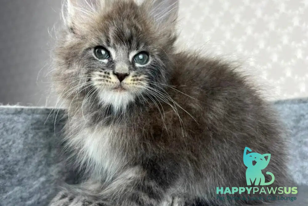Pop Star Maine Coon male blue tabby - live animals