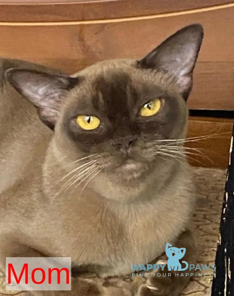 Porsche Burmese male chocolate live animals