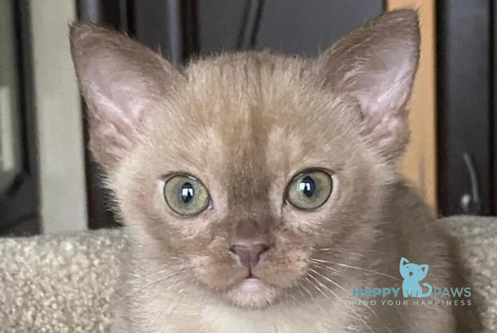 Porsche Burmese male chocolate live animals