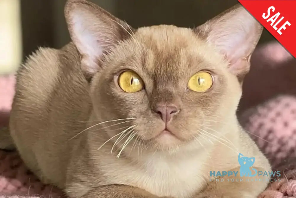 Porsche Burmese male chocolate - live animals