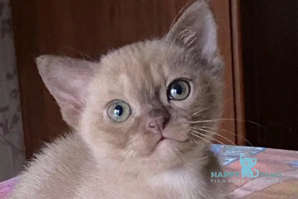 Porsche Burmese male chocolate live animals