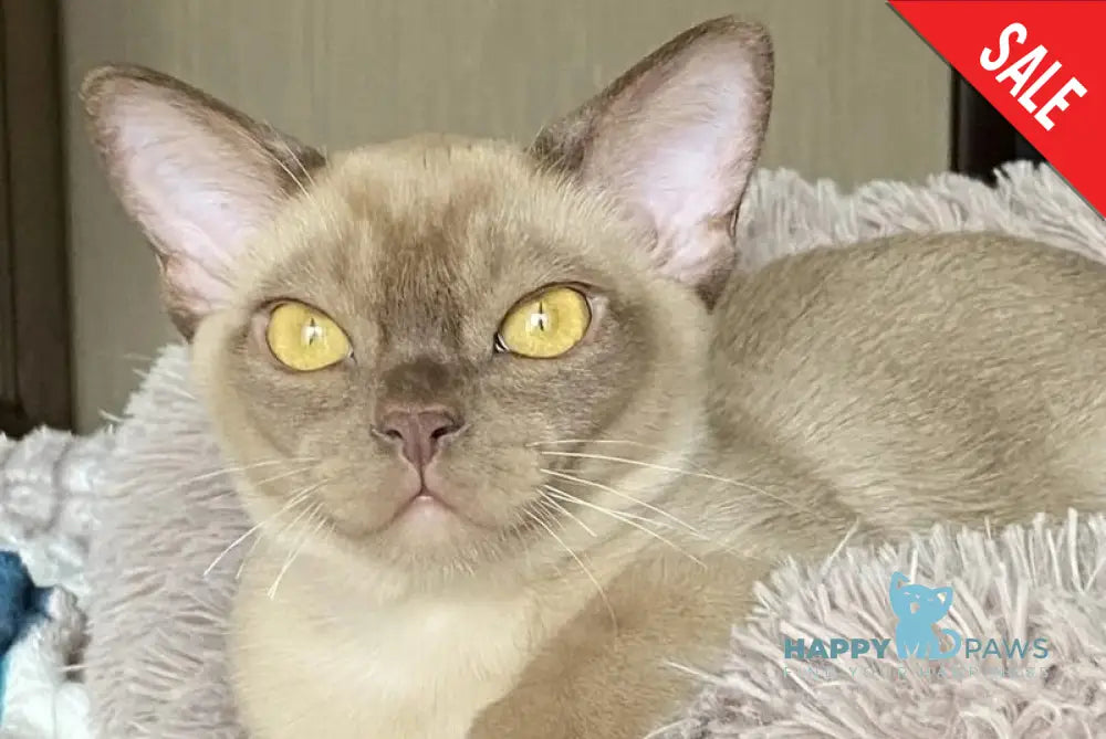 Porsche Burmese male chocolate - live animals