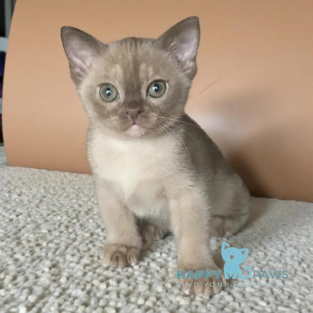 Porsche Burmese male chocolate live animals