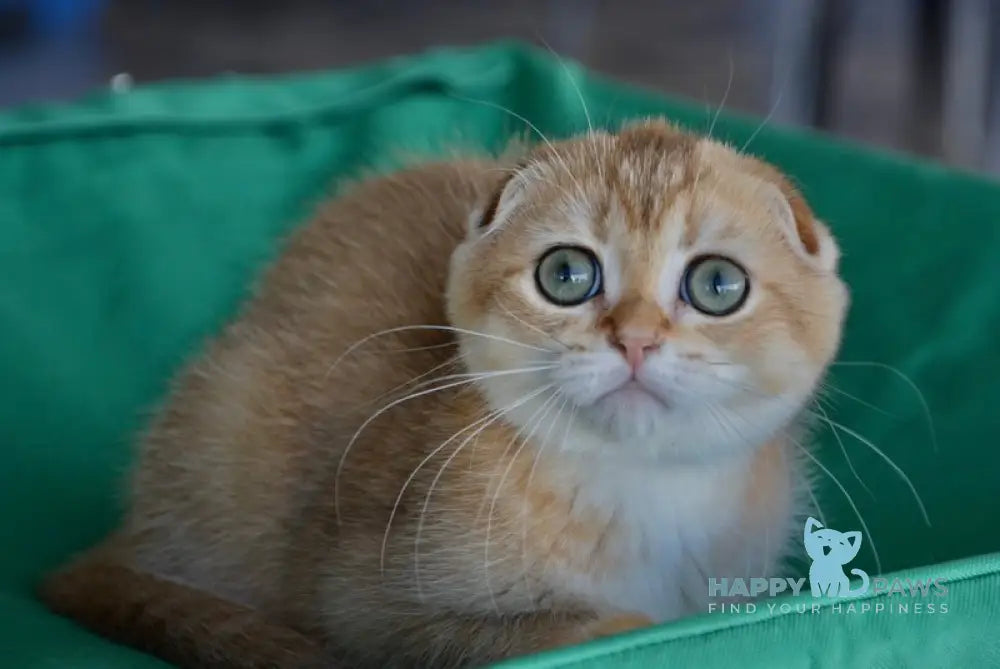 Porsh Scottish Fold male black golden ticked tabby live animals