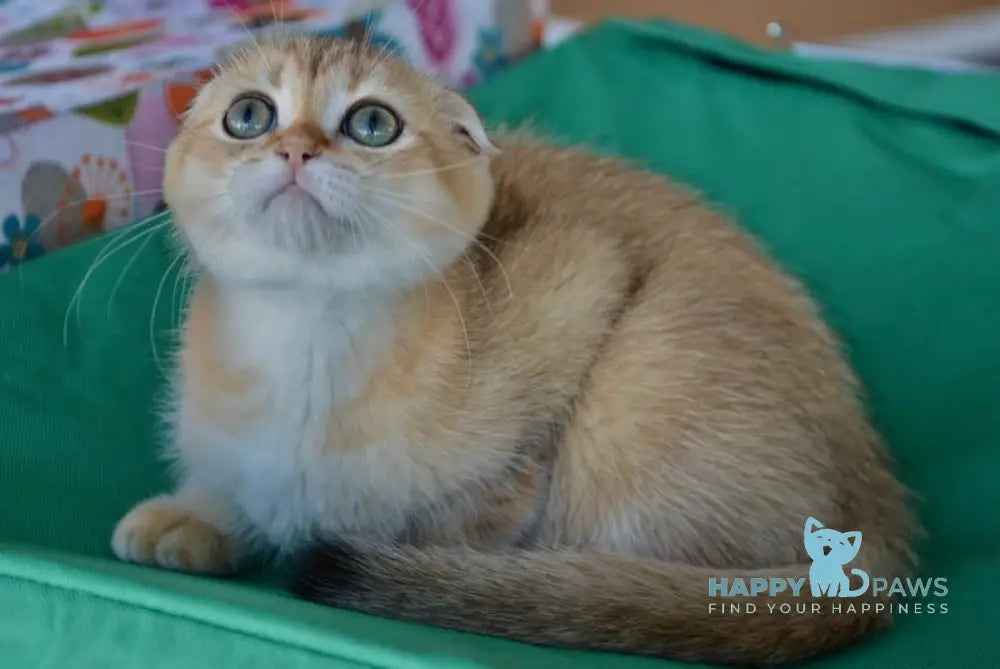 Porsh Scottish Fold male black golden ticked tabby live animals