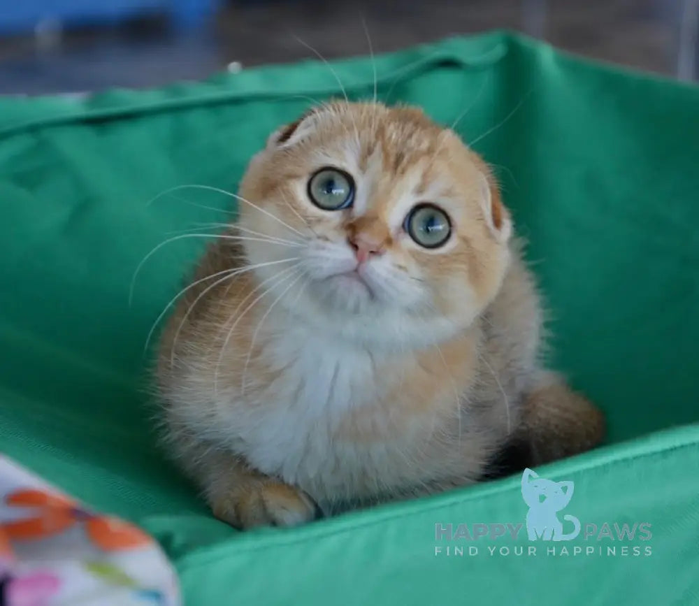 Porsh Scottish Fold male black golden ticked tabby live animals