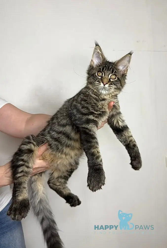 Porshe Maine Coon polydactyl male black spotted tabby live animals