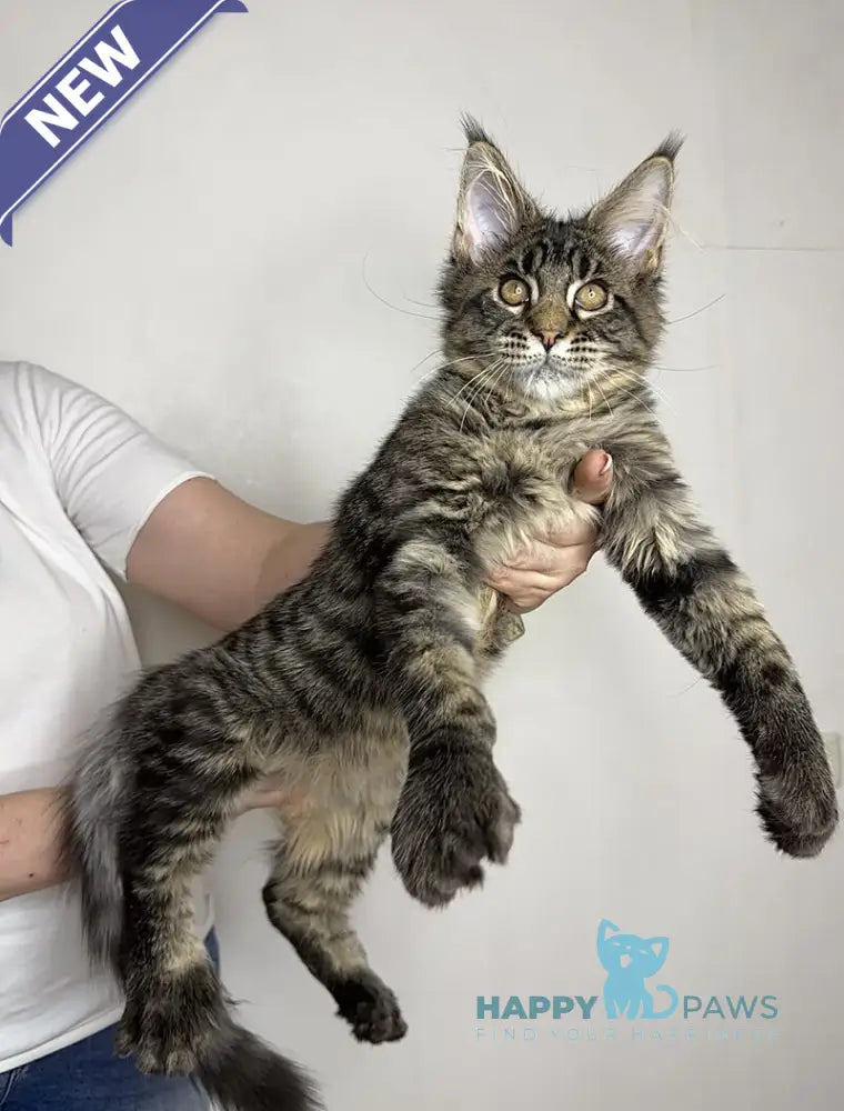 Porshe Maine Coon polydactyl male black spotted tabby live animals