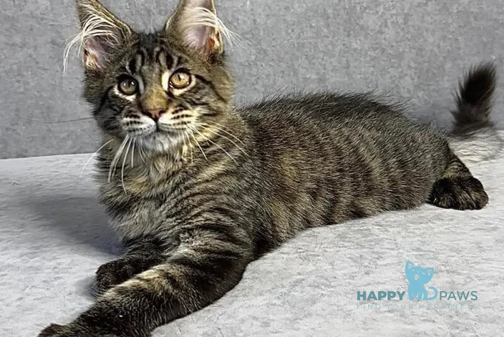 Porshe Maine Coon polydactyl male black spotted tabby live animals