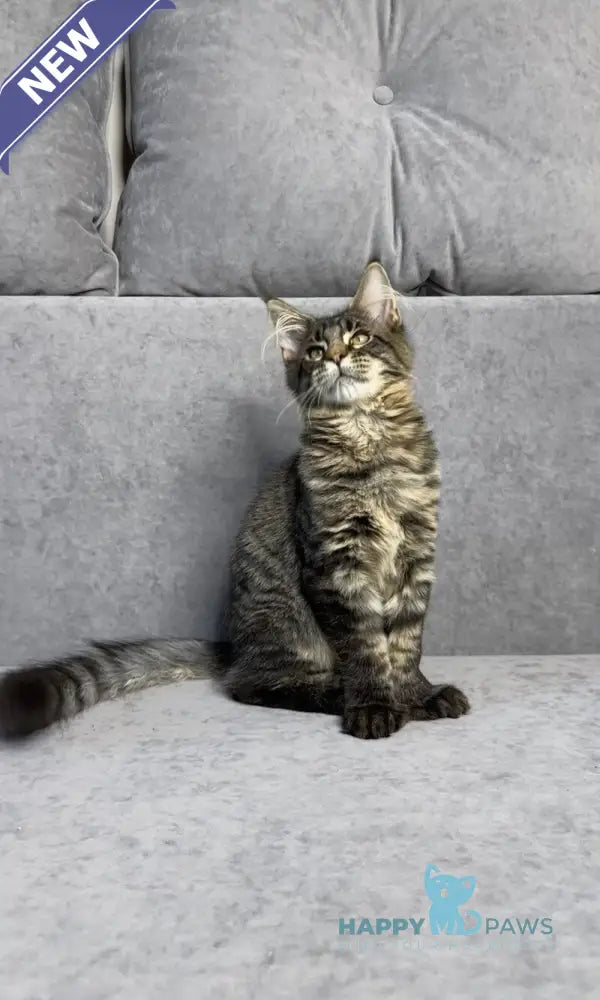 Porshe Maine Coon polydactyl male black spotted tabby live animals