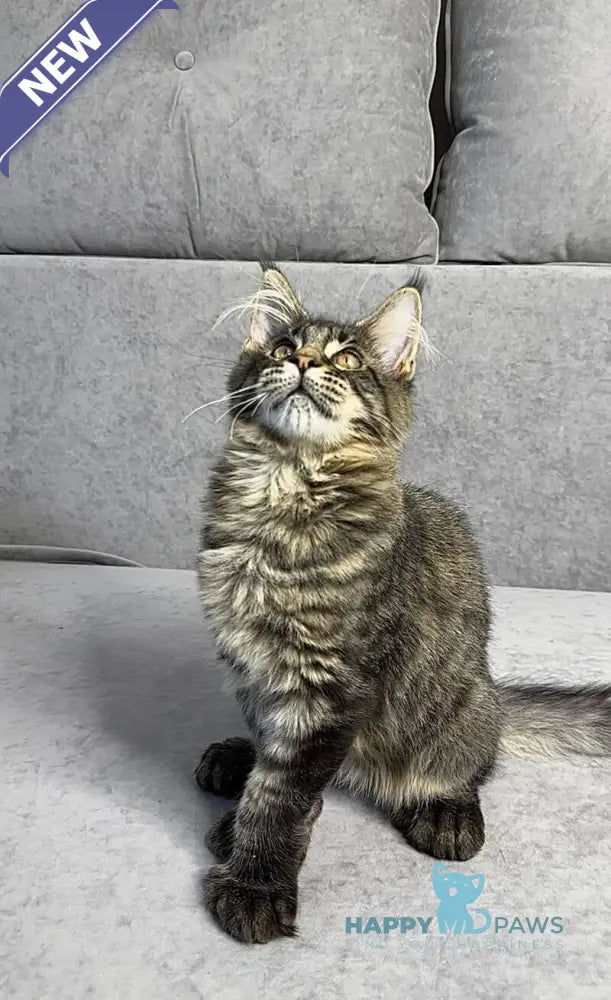 Porshe Maine Coon polydactyl male black spotted tabby live animals