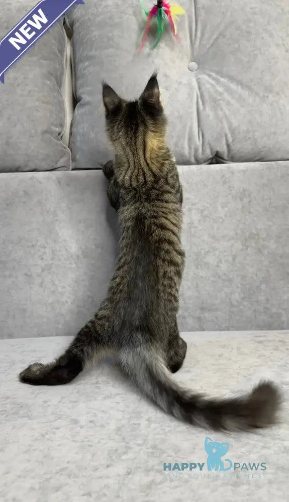 Porshe Maine Coon polydactyl male black spotted tabby live animals