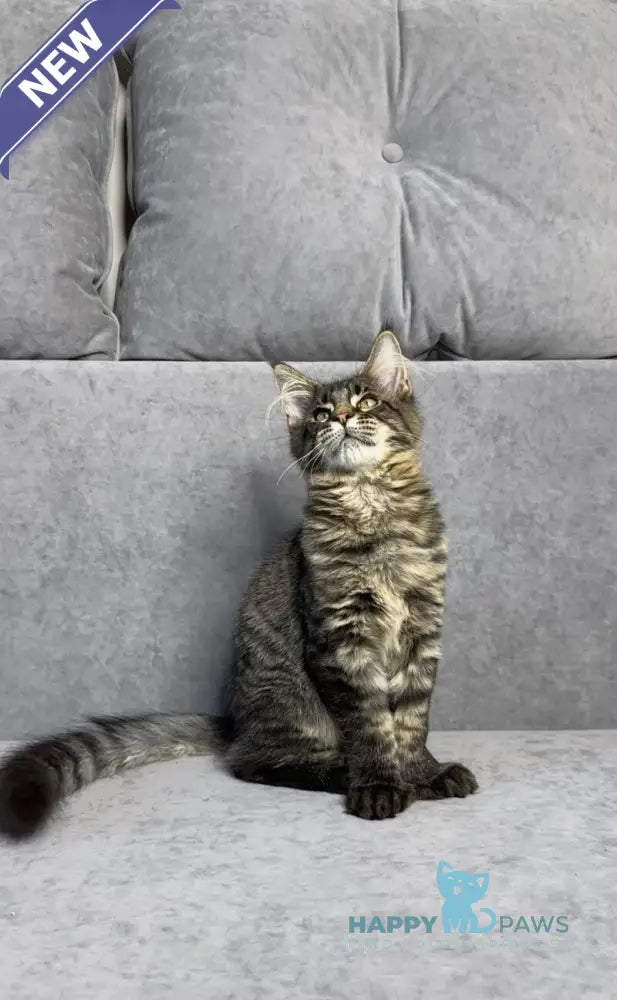 Porshe Maine Coon polydactyl male black spotted tabby live animals