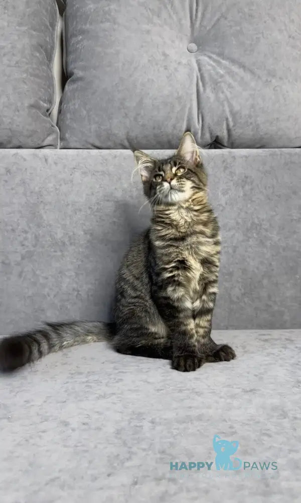 Porshe Maine Coon polydactyl male black spotted tabby live animals