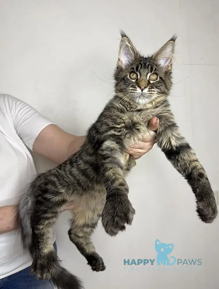 Porshe Maine Coon polydactyl male black spotted tabby live animals