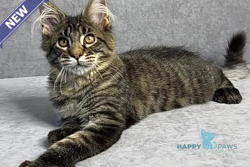 Porshe Maine Coon polydactyl male black spotted tabby live animals