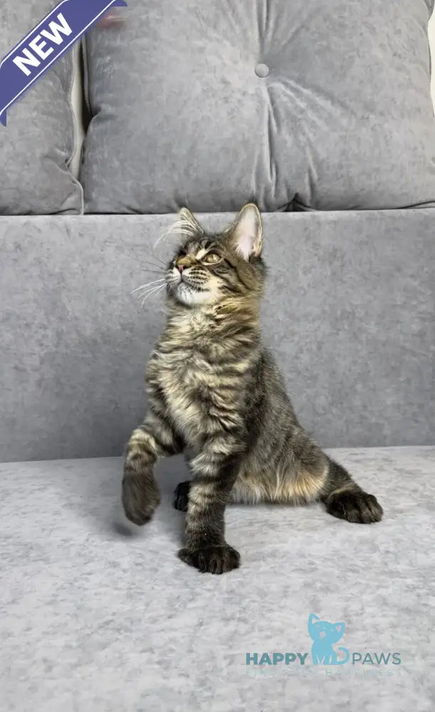 Porshe Maine Coon polydactyl male black spotted tabby live animals