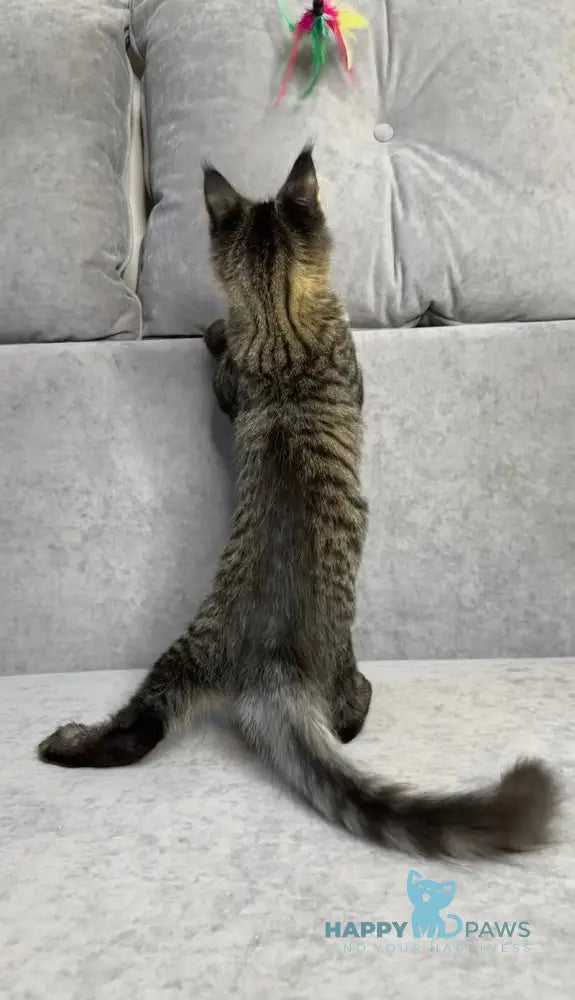Porshe Maine Coon polydactyl male black spotted tabby live animals