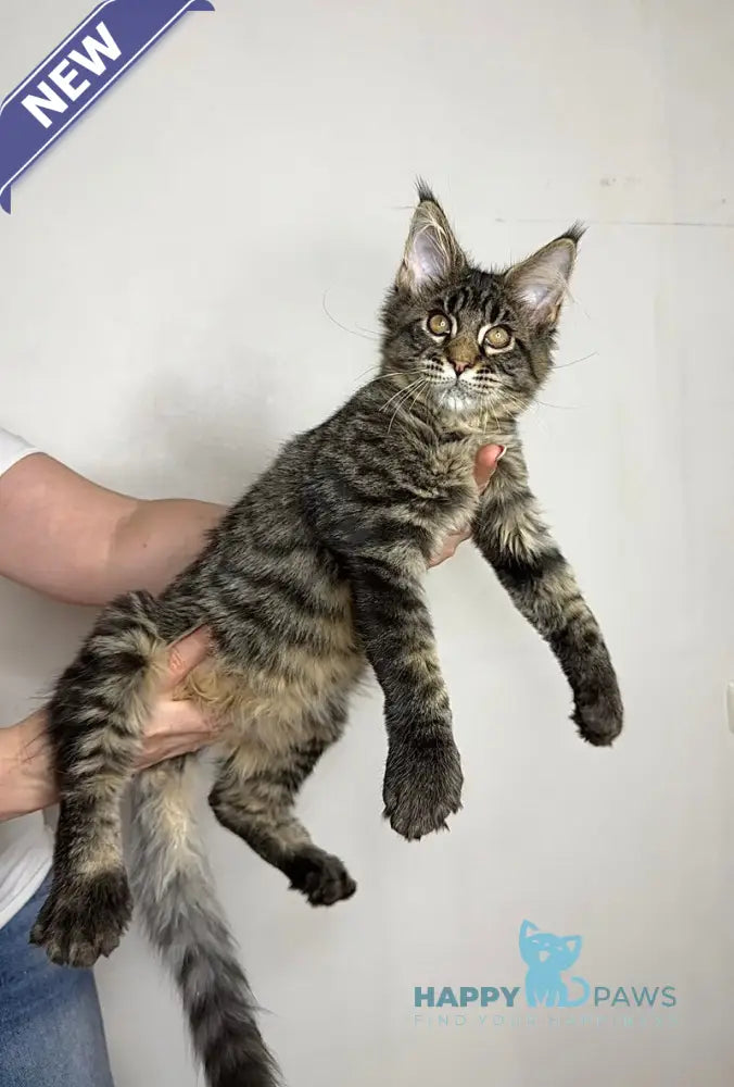 Porshe Maine Coon polydactyl male black spotted tabby live animals
