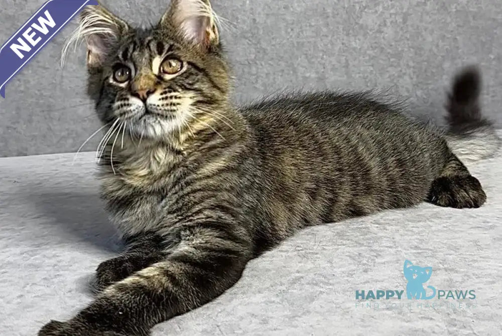 Porshe Maine Coon polydactyl male black spotted tabby live animals