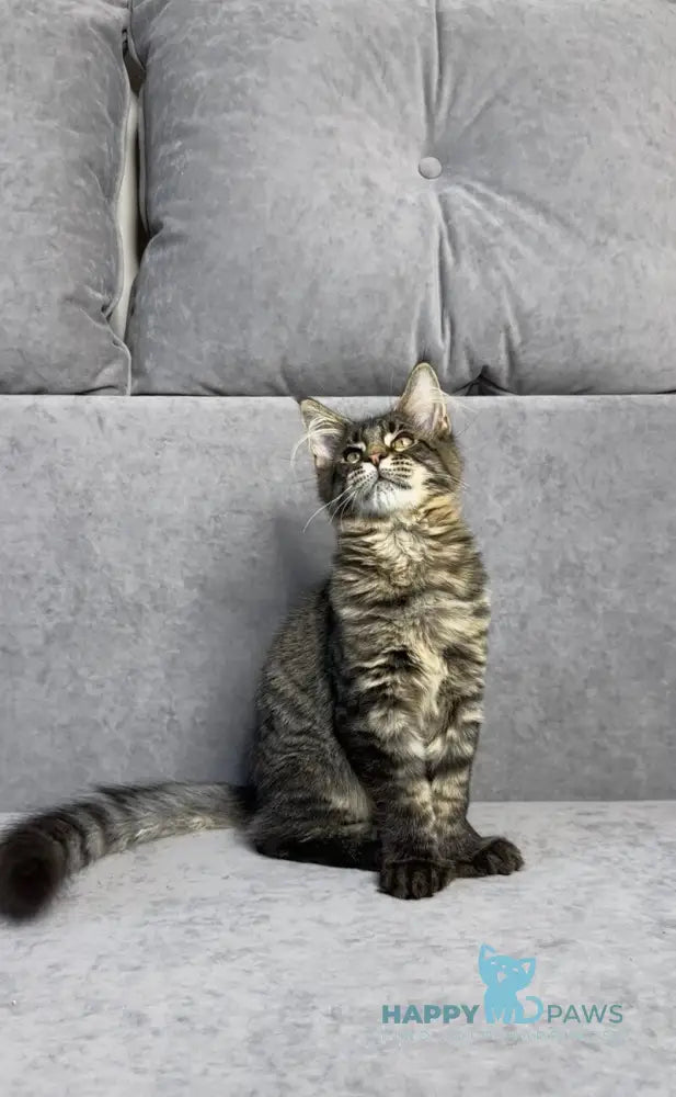 Porshe Maine Coon polydactyl male black spotted tabby live animals