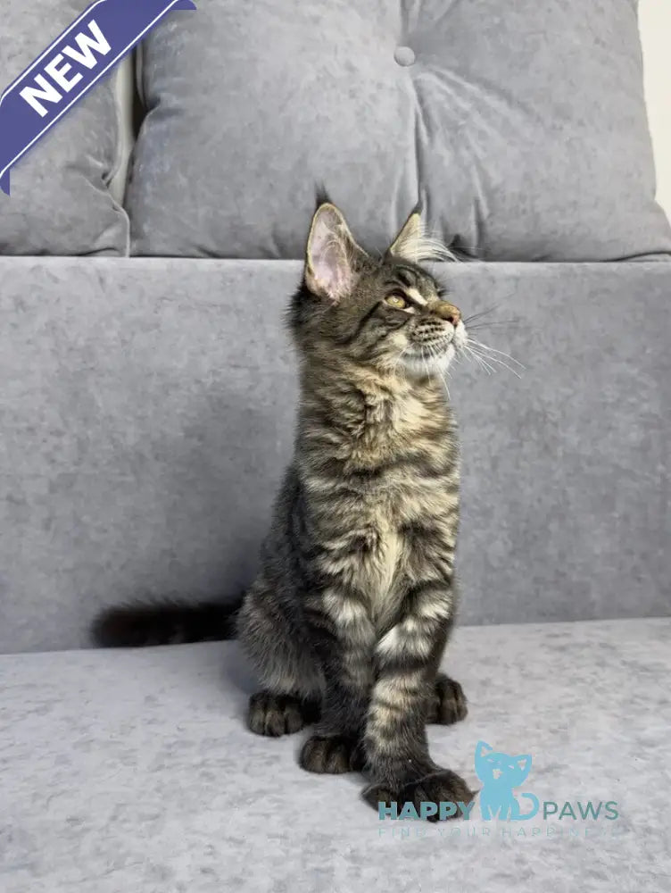Porshe Maine Coon polydactyl male black spotted tabby live animals