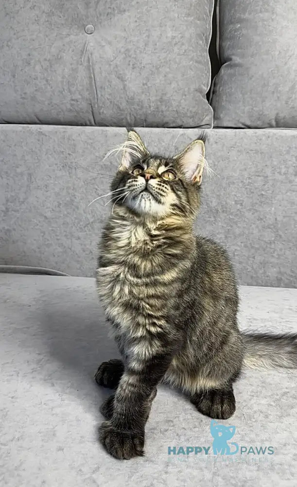 Porshe Maine Coon polydactyl male black spotted tabby live animals