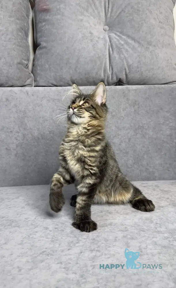 Porshe Maine Coon polydactyl male black spotted tabby live animals