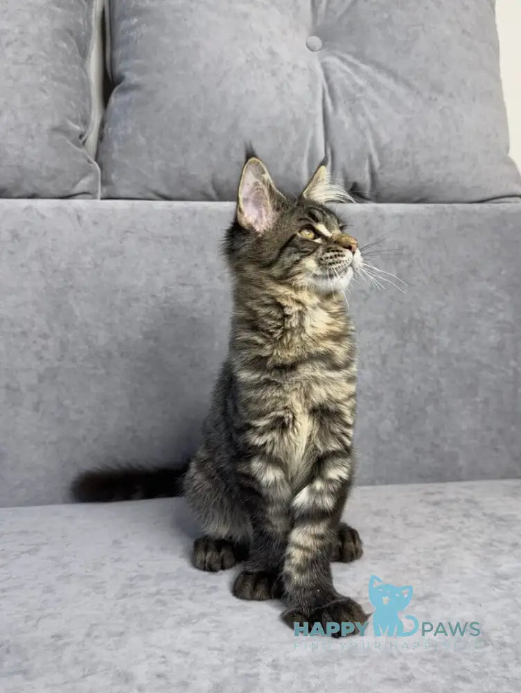 Porshe Maine Coon polydactyl male black spotted tabby live animals